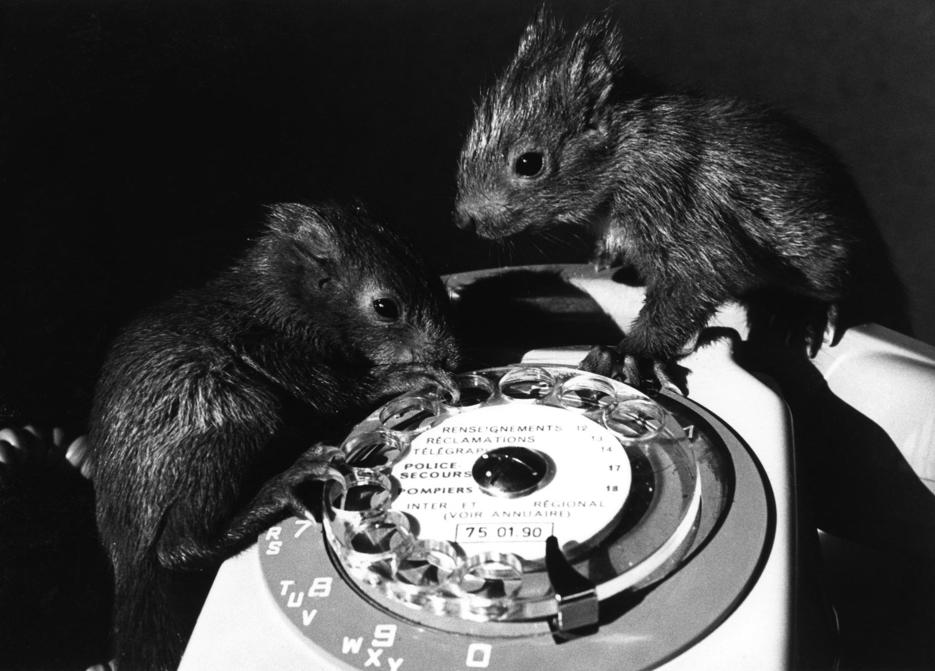 1975EcureuilsS63